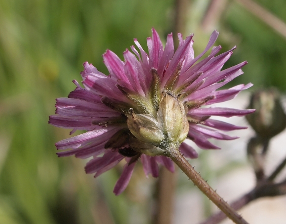 Crepis vesicaria.subsp. bivoniana / Radicchiella di Bivona