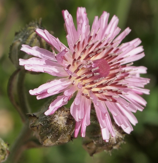 Crepis vesicaria.subsp. bivoniana / Radicchiella di Bivona