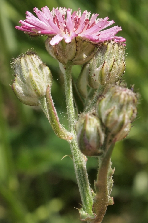 Crepis vesicaria.subsp. bivoniana / Radicchiella di Bivona