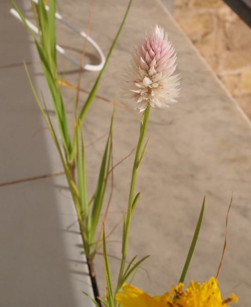 Celosia argentea / Cresta di Gallo