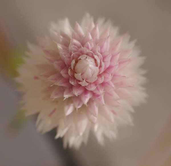 Celosia argentea / Cresta di Gallo
