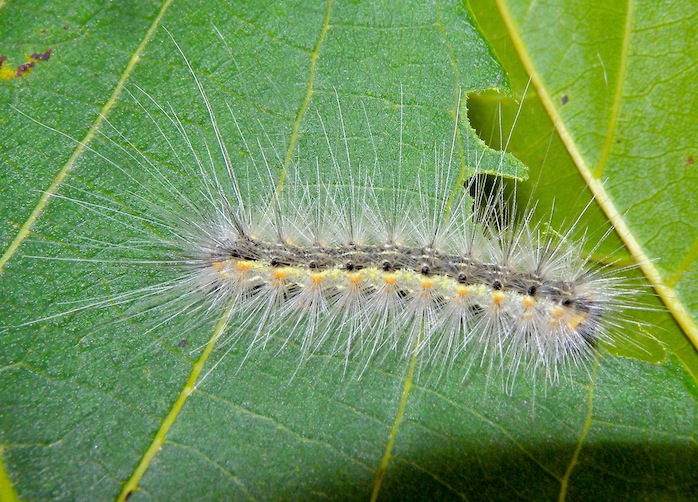 ID larva