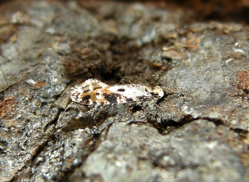 Nemapogon sp.: Tineide da determinare