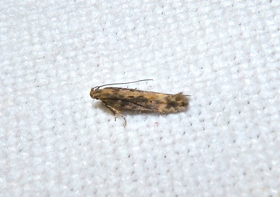 Microlepidottero da determinare - Scrobipalpa ocellatella