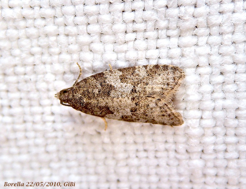 Tortricidae: Cnephasia incertana?