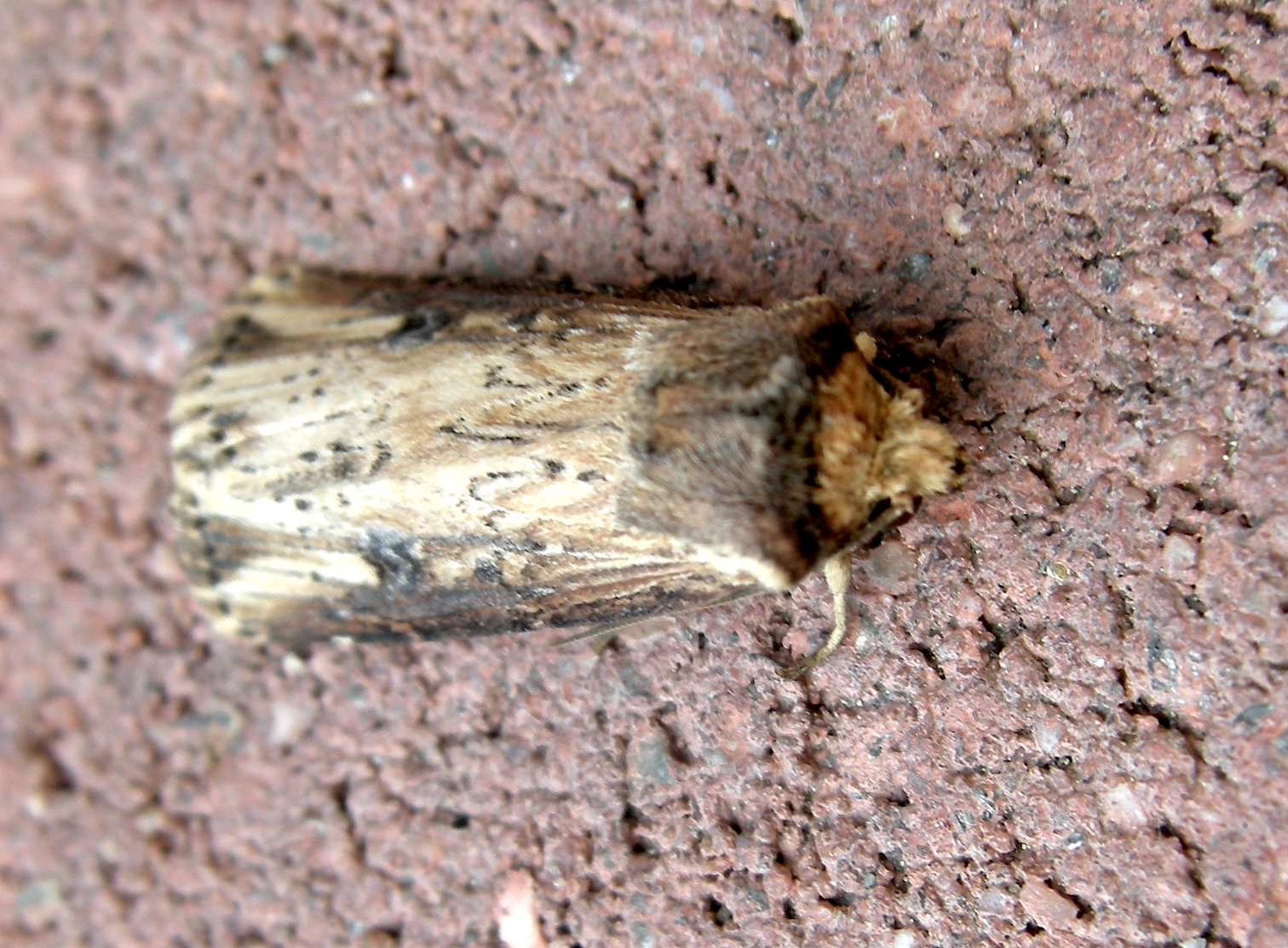 Axylia putris ? - S