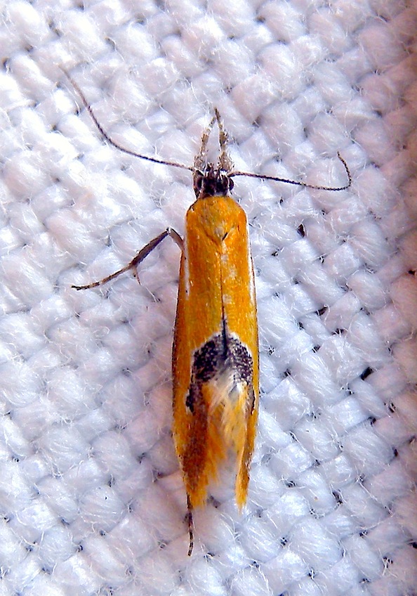 Batia lambdella