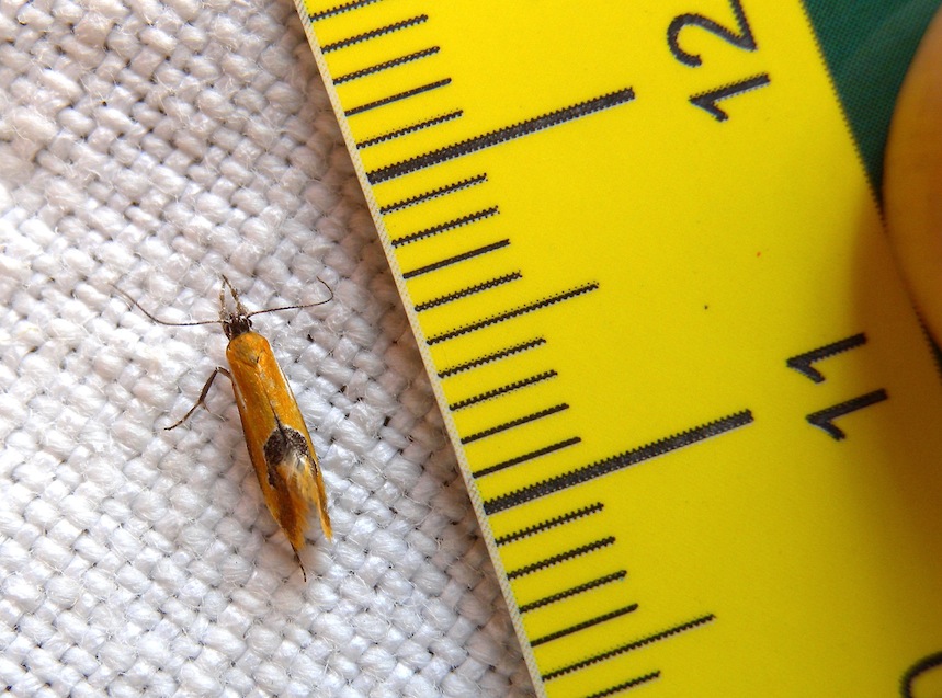 Batia lambdella