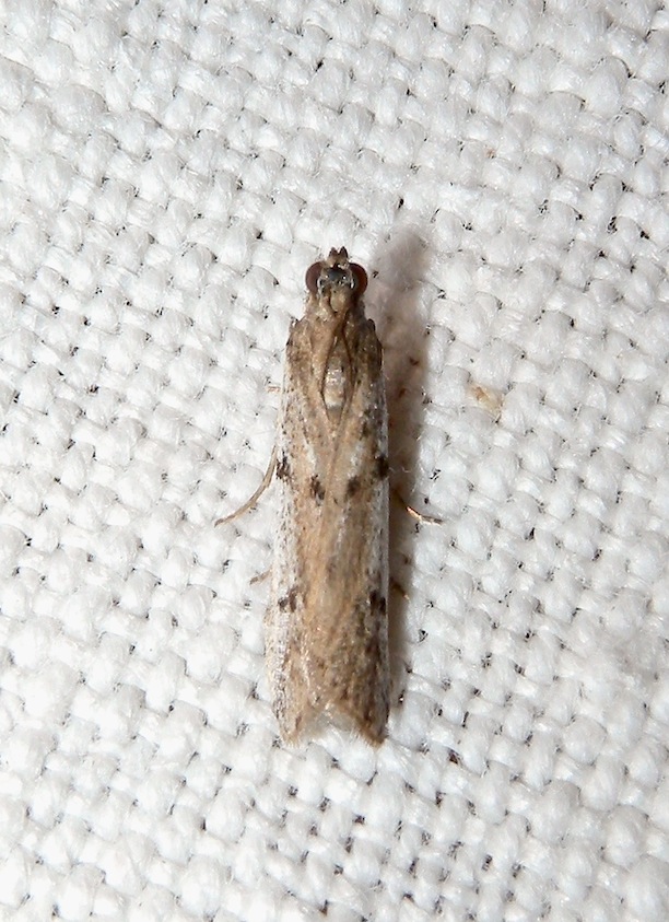 Phycitodes binaevella ? - Phycitodes cfr. binaevella