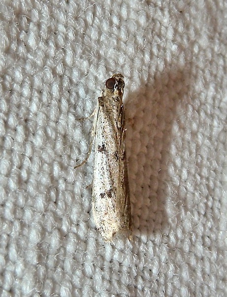 Phycitodes binaevella ? - Phycitodes cfr. binaevella