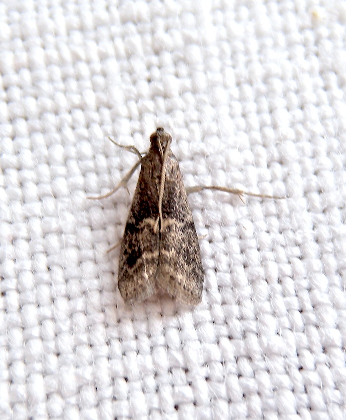 Apomyelois bistriatella ? - S
