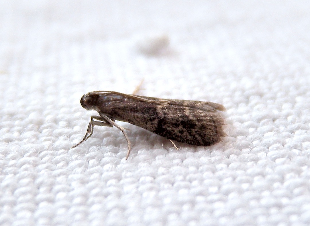 Apomyelois bistriatella ? - S