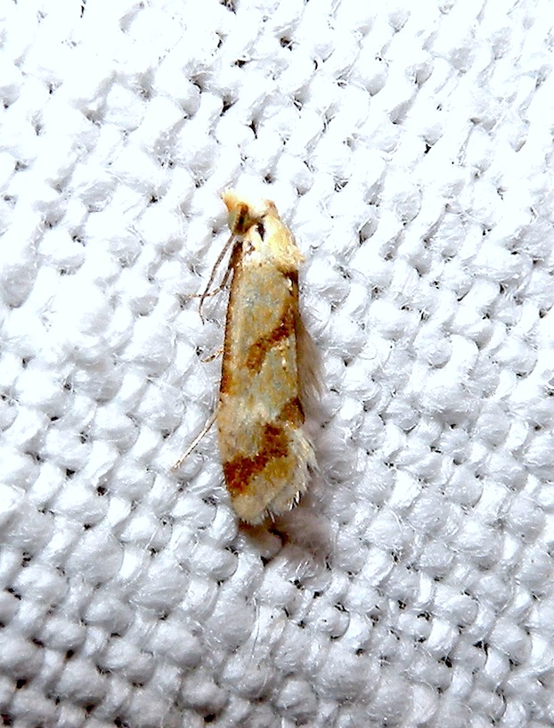 Tortricidae: Aethes beatricella ?