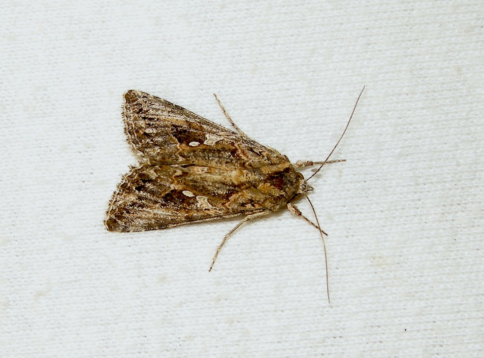 Autographa pulchrina ?