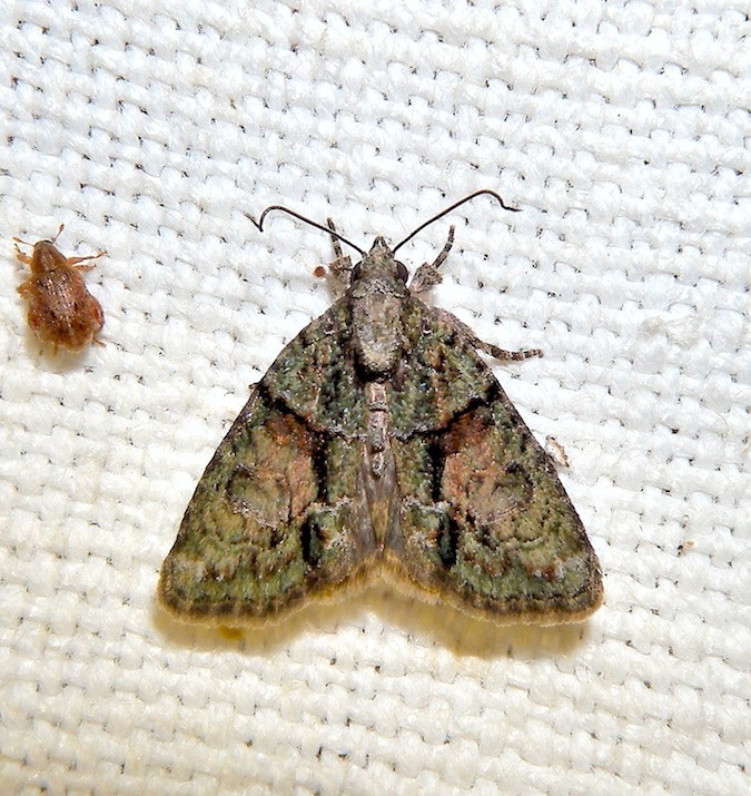 Cryphia ochsi? - Cryphia (Euthales) cf. ochsi