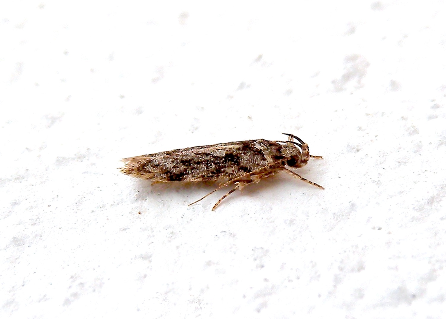 Gelechiidae sp. ?