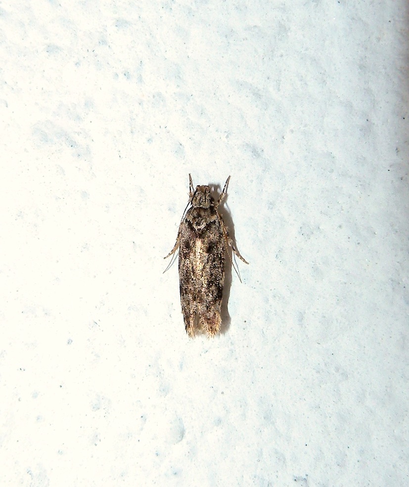 Gelechiidae sp. ?