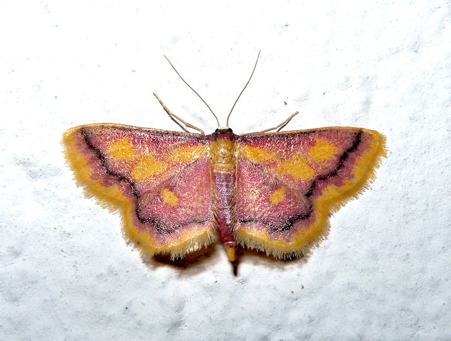 Idaea muricata ? Si