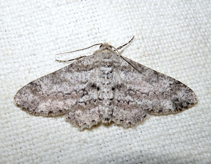 Ascotis selenaria 