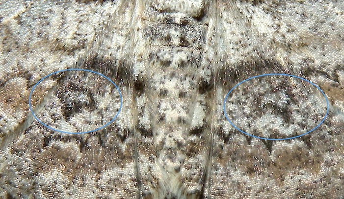 Ascotis selenaria 