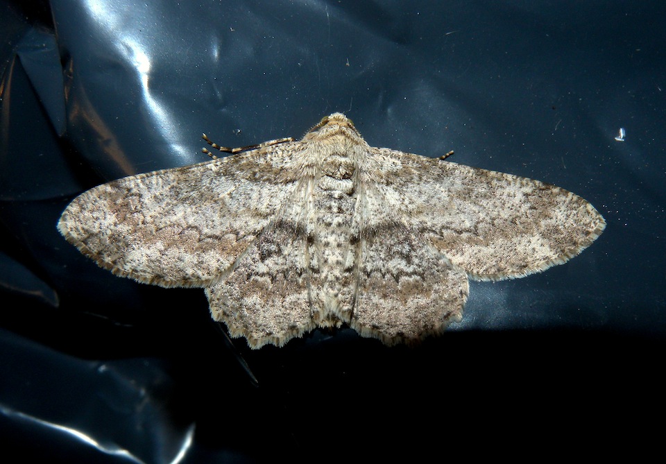 Ascotis selenaria 