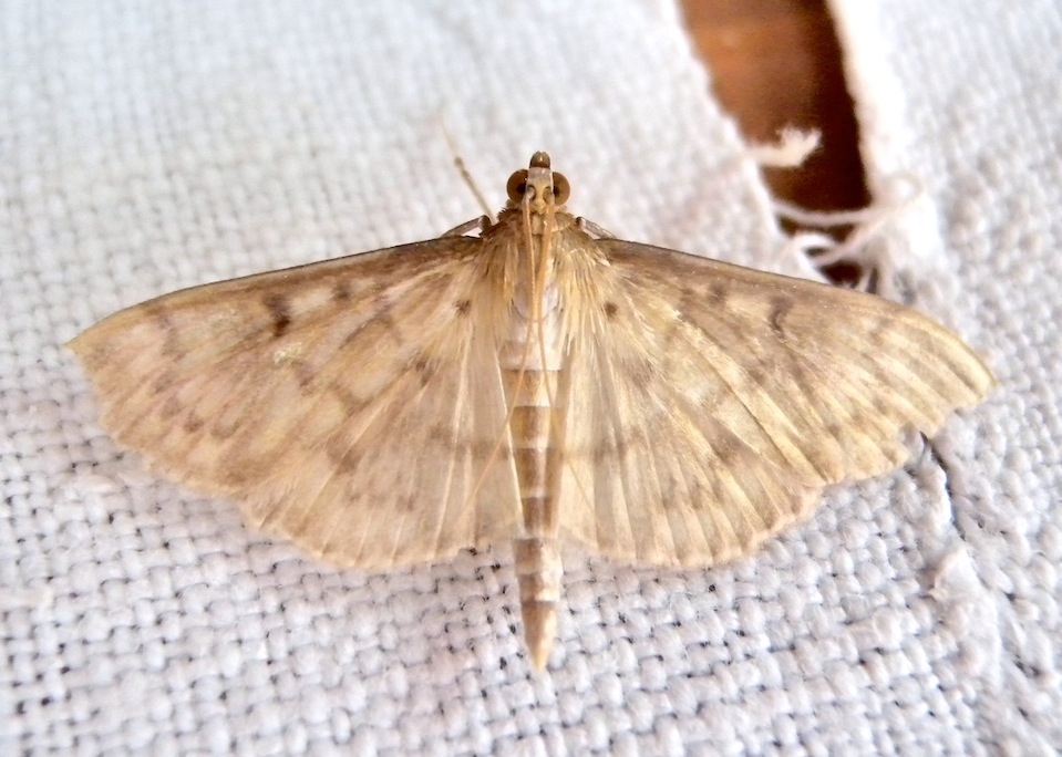 Pleuroptya ruralis ?