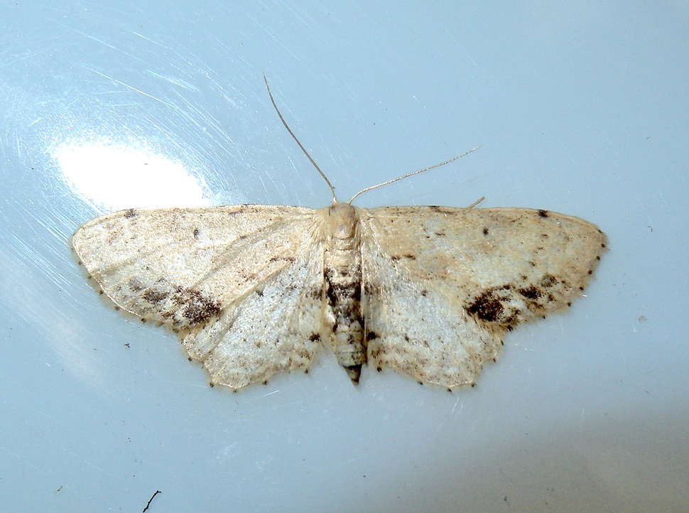 Idaea dimidiata ? Si