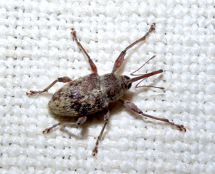 Curculionidae: Curculio sp.?