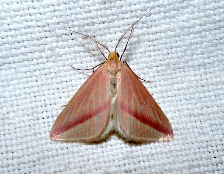 Rhodometra sacraria f. sanguinaria ? - S