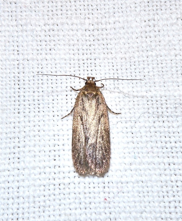 Gelechiidae ???