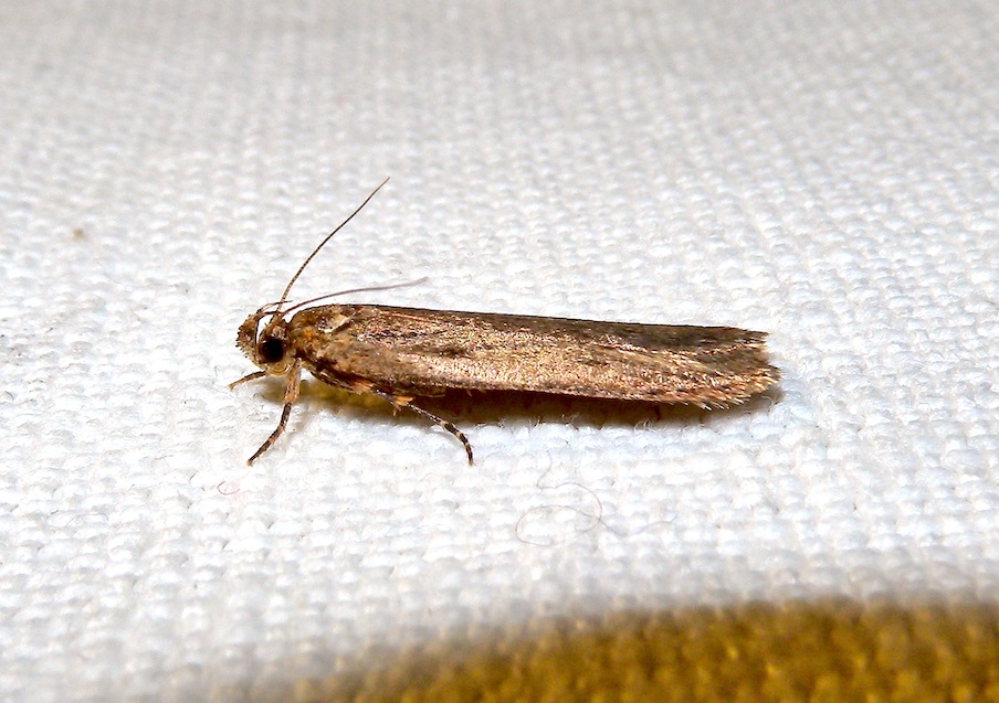 Gelechiidae ???