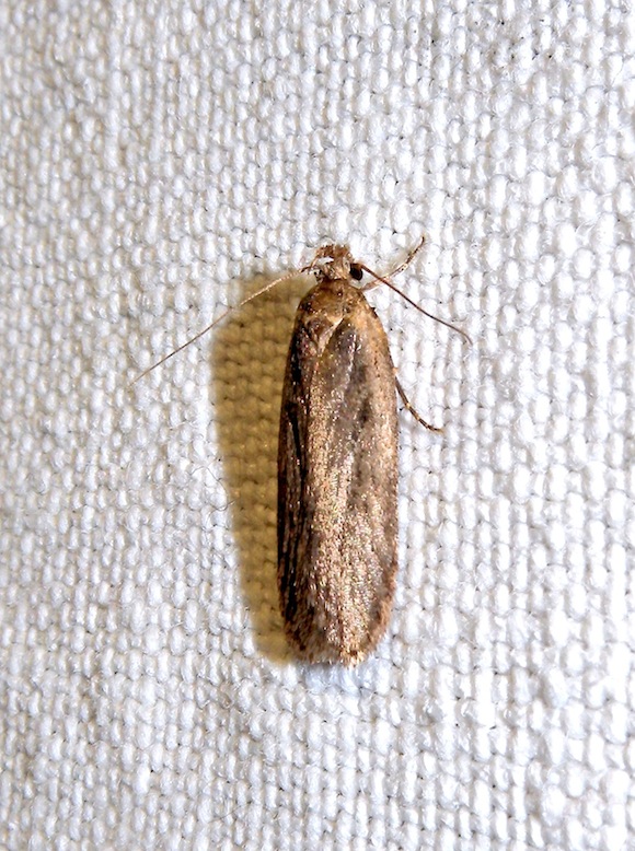 Gelechiidae ???