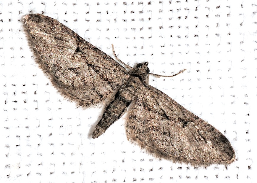 Eupithecia ericeata ? - Eupithecia oxycedrata