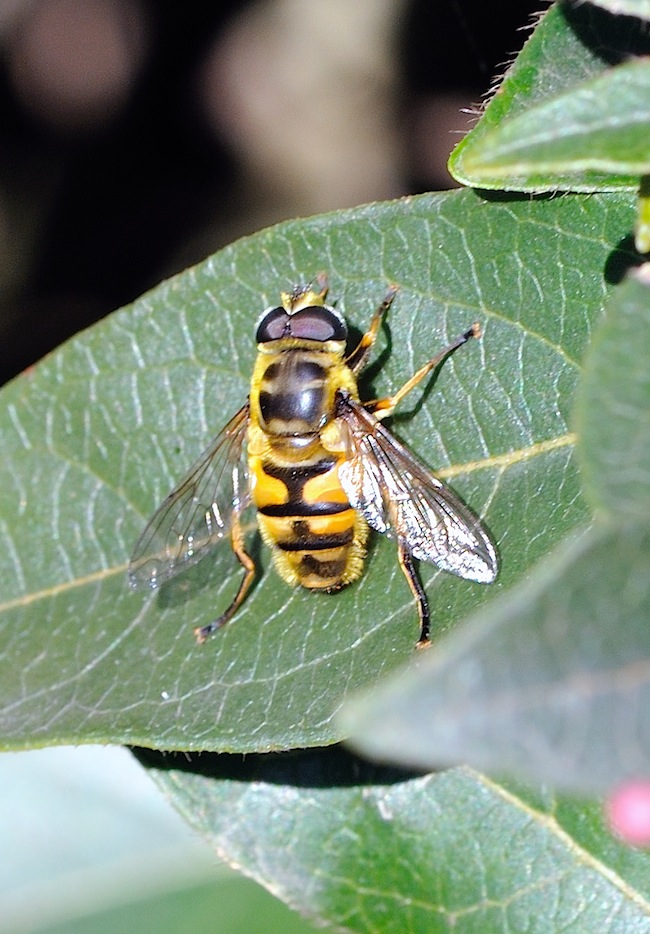 Myathropa florea
