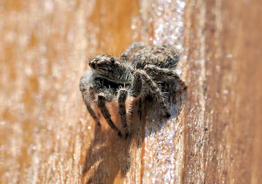 Philaeus chrysops