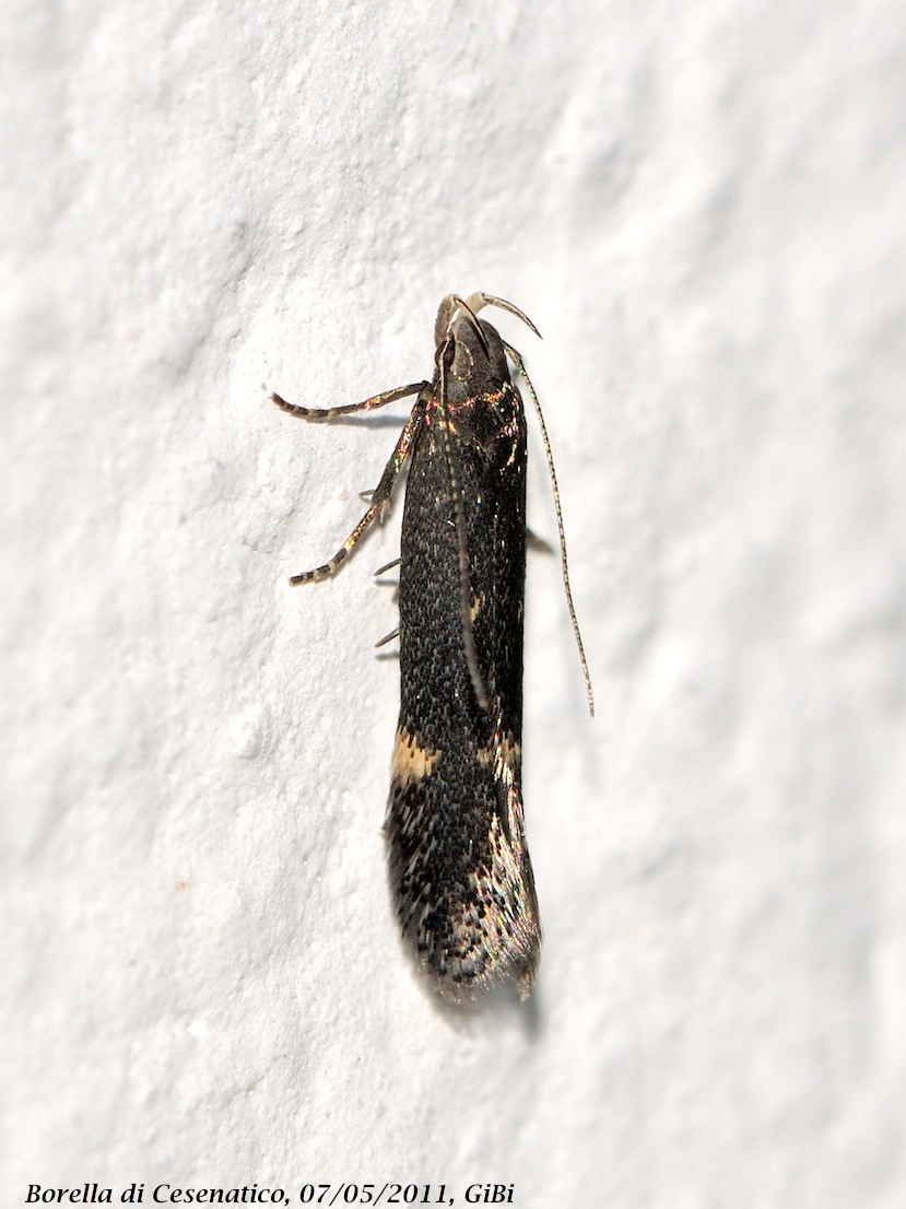 Gelechiidae da determinare