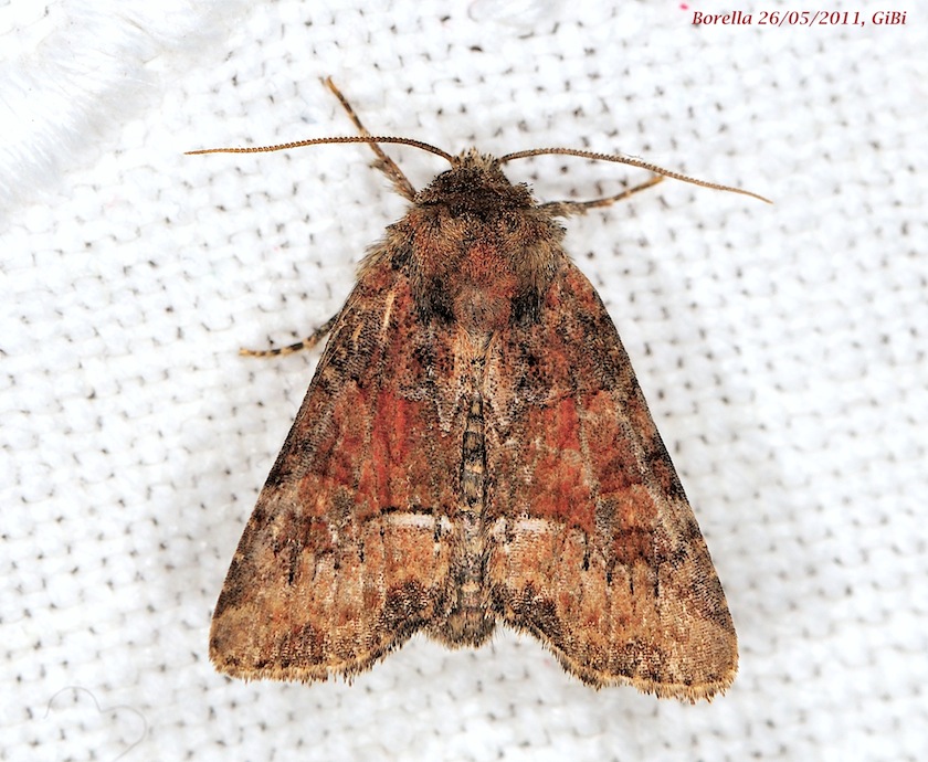 Piccola Noctuidae da identificare:  Oligia cfr. versicolor