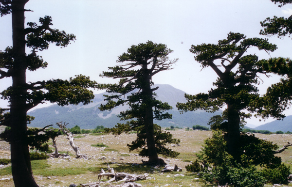 I bonsai... giganti del Pollino
