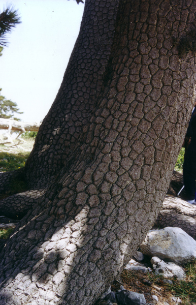 I bonsai... giganti del Pollino