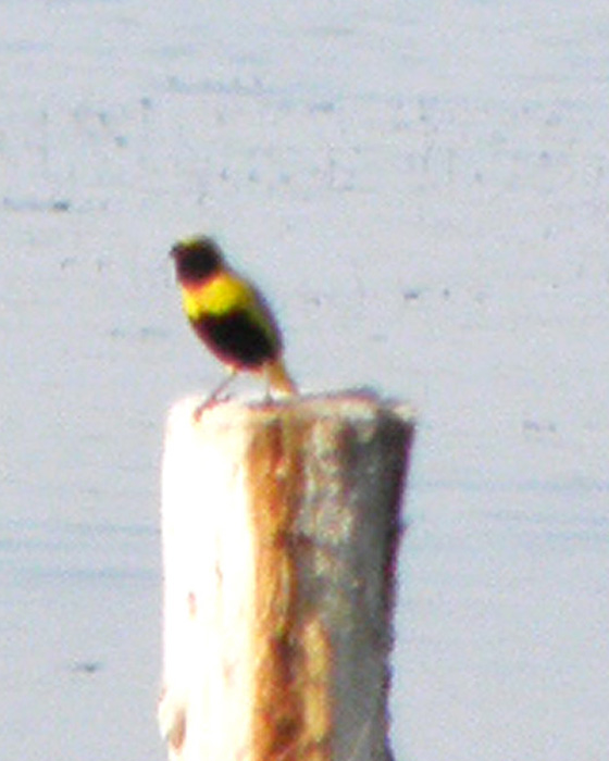 Un avvistamento inaspettato nell''oasi di Cesine (Salento)