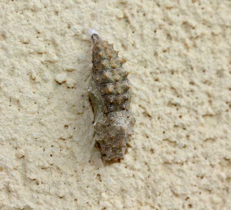 Crisalide di ninfalide - Polygonia egea