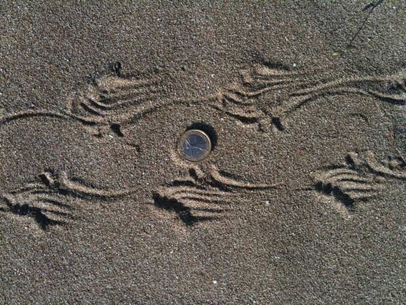 Impronte sulla spiaggia