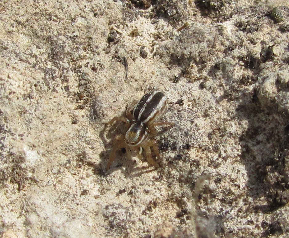 Phlegra bresnieri