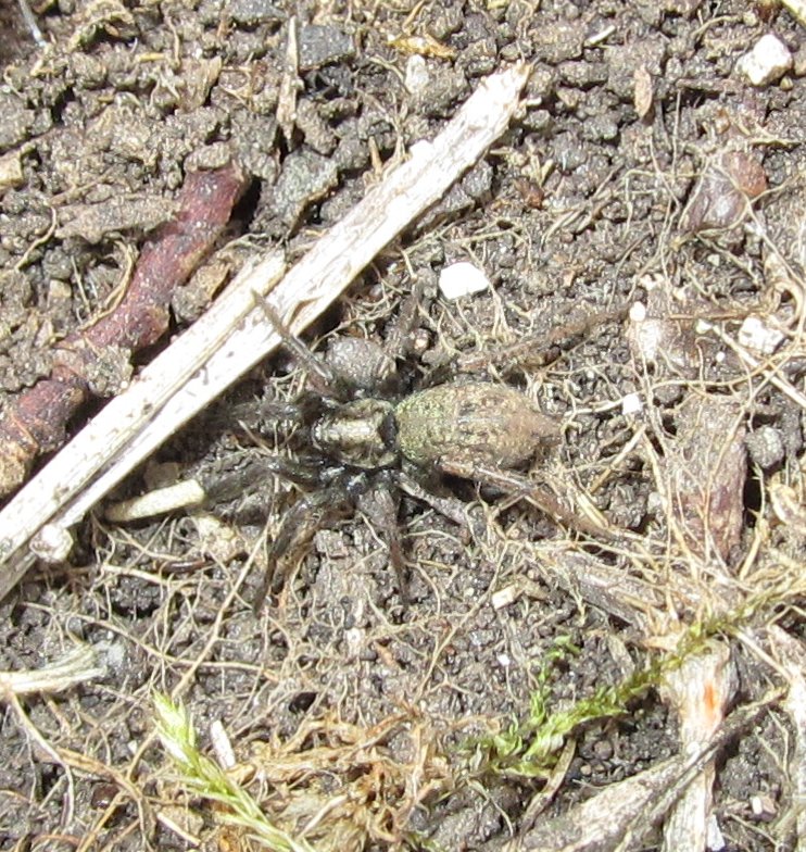 Nomisia sp.