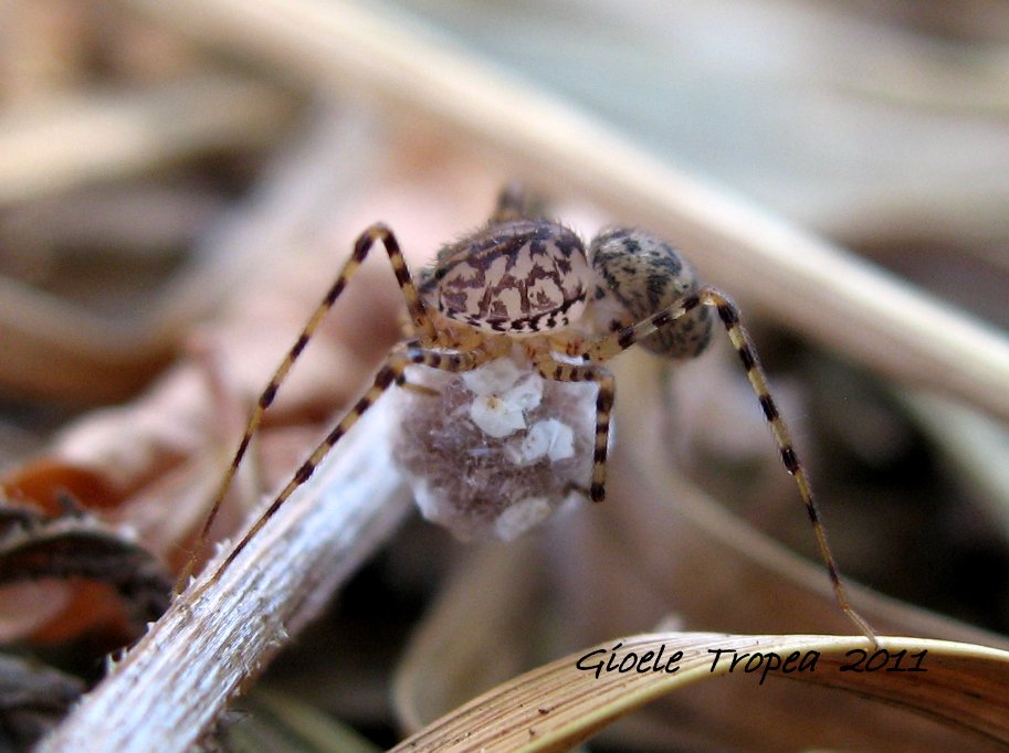 Scytodes thoracica