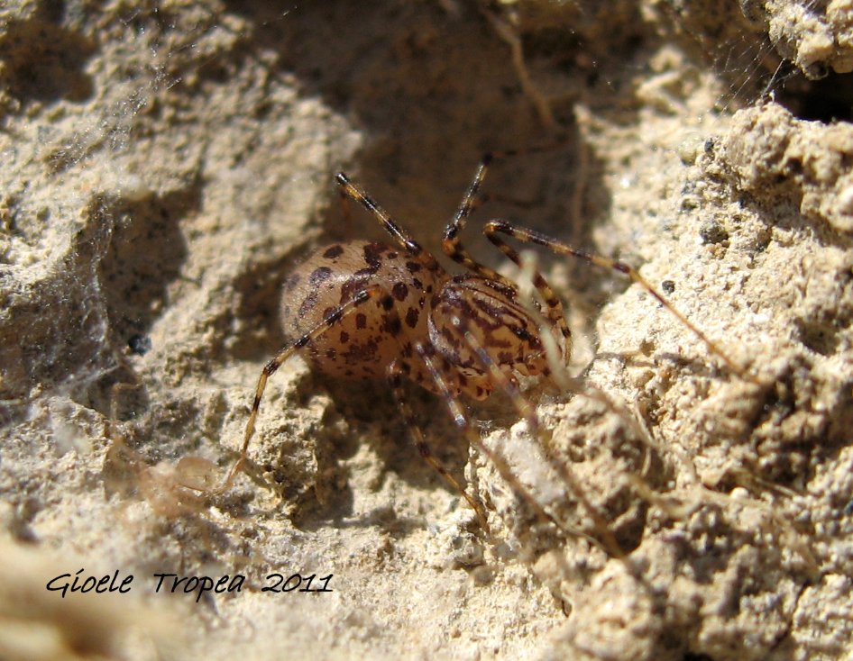 Scytodes thoracica