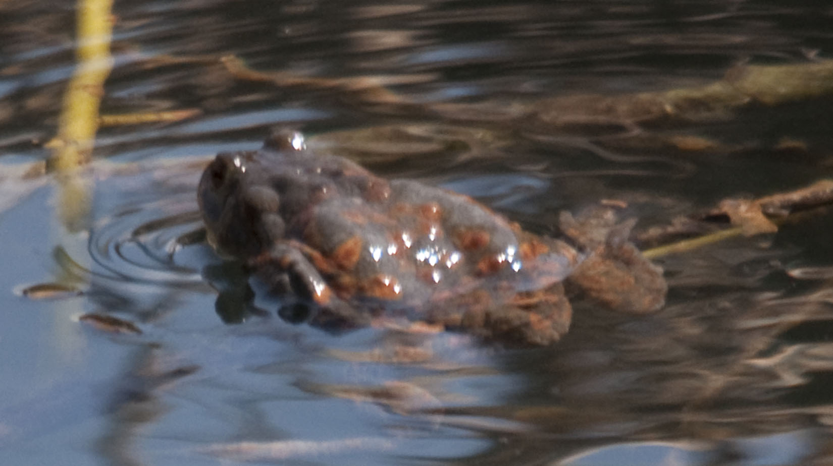 Bufo bufo in rosso?!!