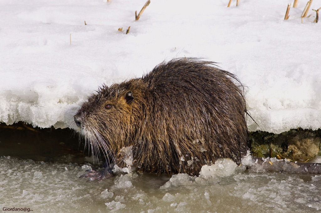 Myocastor Coypus (Nutria) - Canale Bevanella (RA)