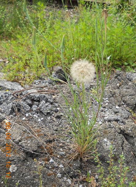 Tragopogon dubius
