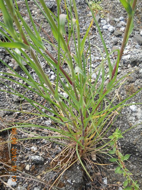 Tragopogon dubius